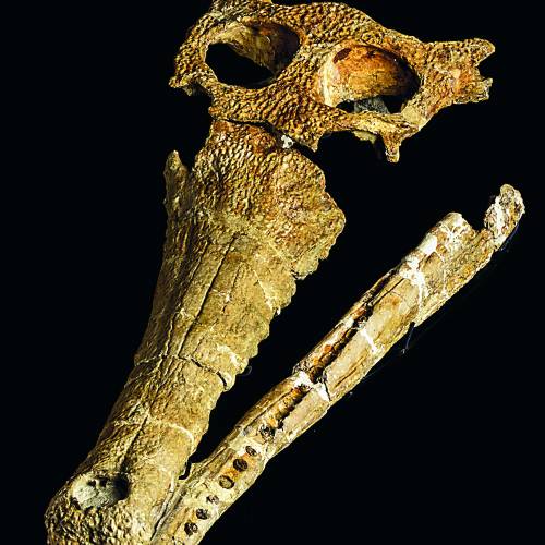 Oceanosuchus boecensis - Collection du Muséum