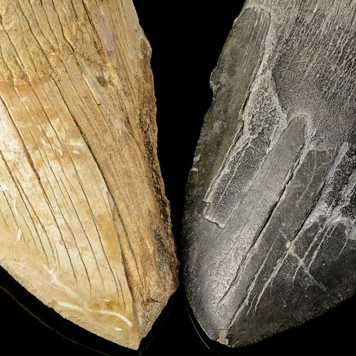 Dents de requin Otodus megalodon - Collection du Muséum