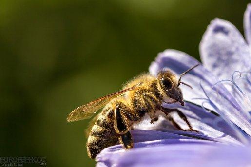abeille domestique wikimedia common