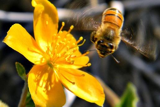 Danse abeille
