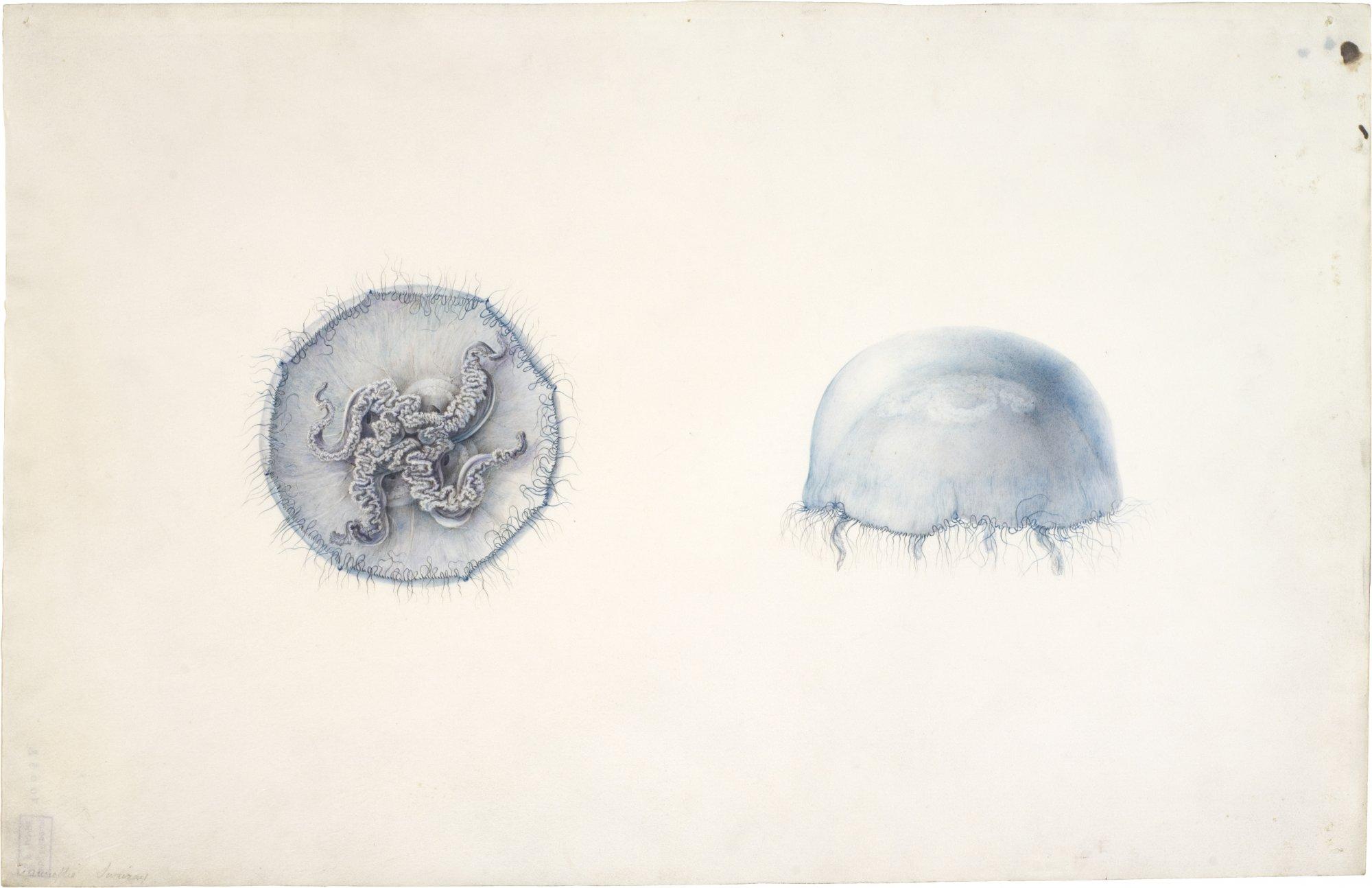 image de deux méduses