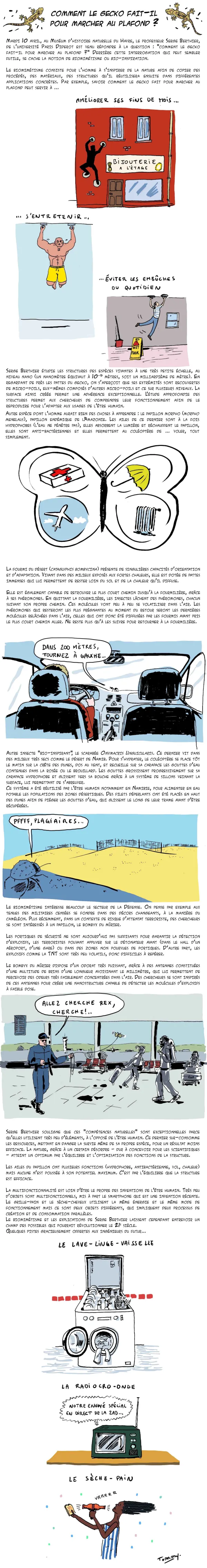 Comment le gecko fait-il pour marcher au plafond