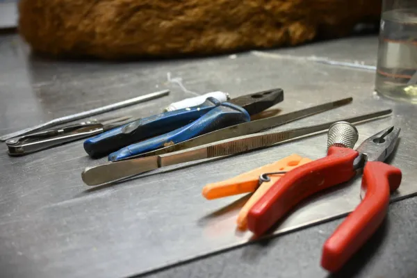 (8) Table et outils du taxidermiste