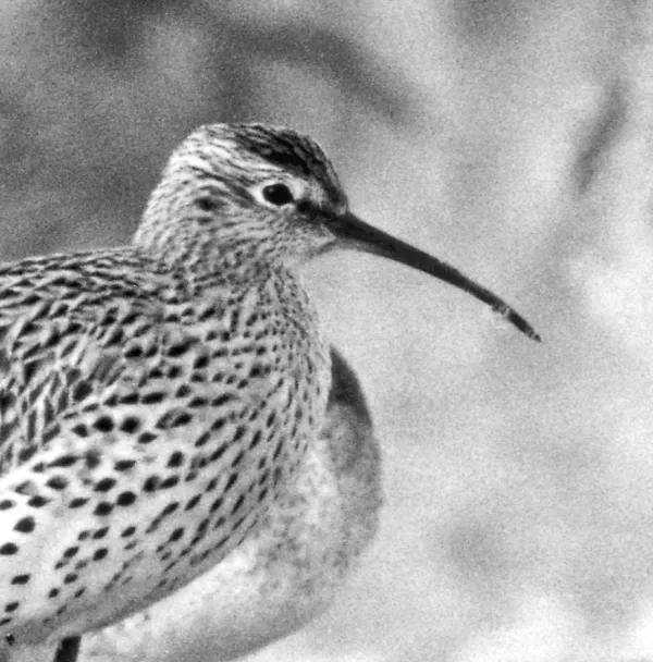 Le courlis à bec grêle