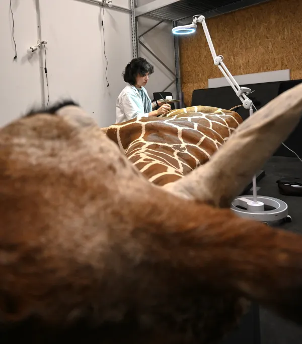 Restauration girafe - conservatrice