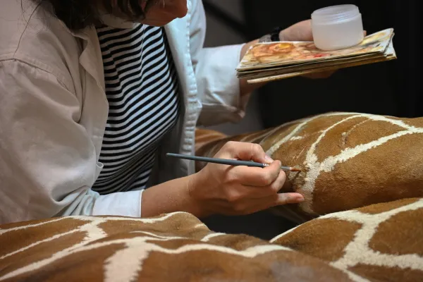 Restauration de la girafe - conservatrice