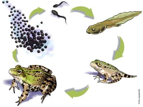 Reproduction des amphibiens