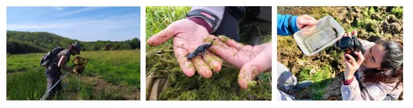 Prospections amphibiens été 2020