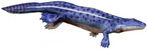 Représentation de l'Ichthyostega par Nobu Tamura, d'après Ahlberg.