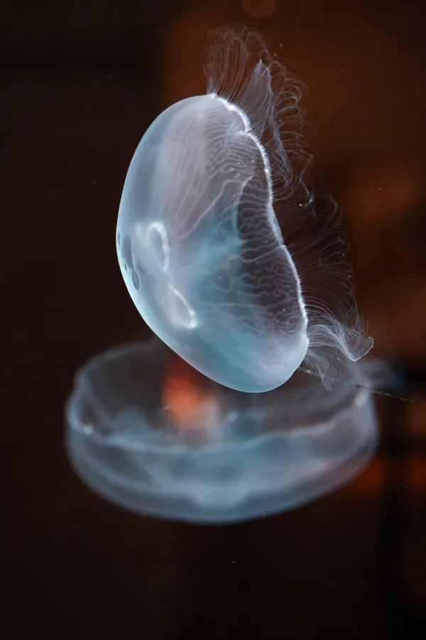 Méduses Aurélie - aquarium du Muséum