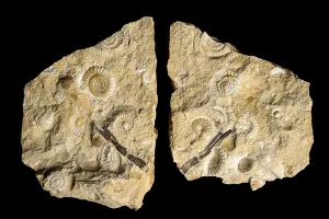 Plaque à Acanthopleuroceras du Plienbachien - Collection du Muséum du Havre