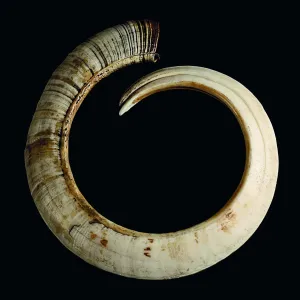 Dents de cochon du Vanuatu