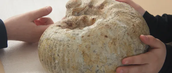 Atelier Mysterieux fossiles