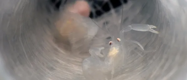 Corbeille de Vénus et couple de crevettes
