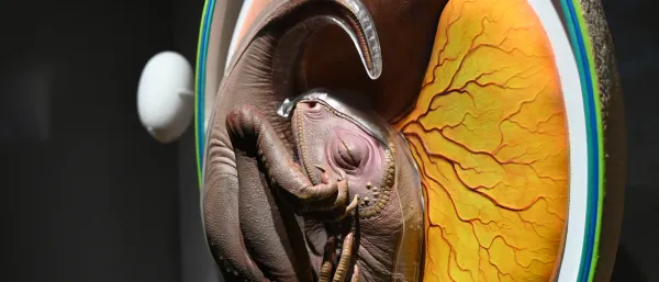 Oeuf amniotique de dinosaure