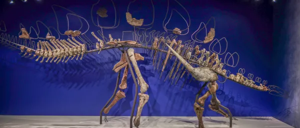 Stégosaure Loricatosaurus priscus