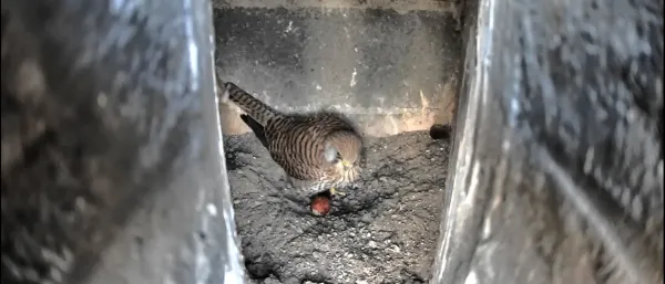 Nid de faucons crécerelle - Fort de Tourneville