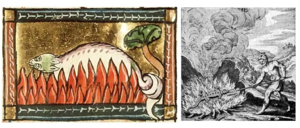 Histoire de salamandre