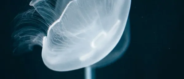Méduses Aurélie - aquarium du Muséum