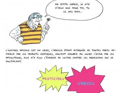 Une anthropologue chez les abeilles