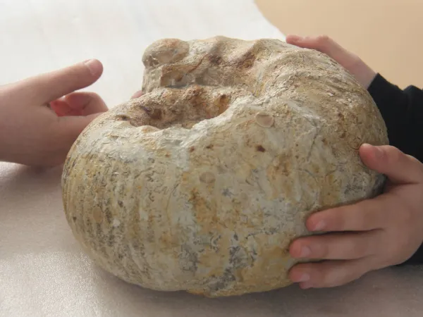 Atelier Mysterieux fossiles