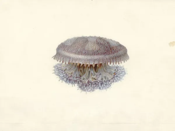 Méduse Cassiopea dieuphila, Charles-Alexandre Lesueur