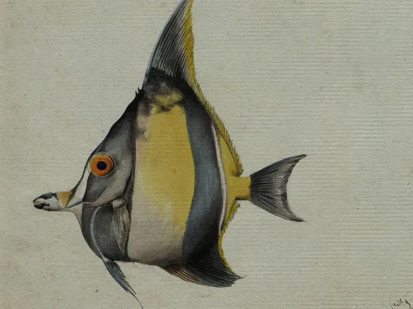 Poisson Zanclus canescens, Charles-Alexandre Lesueur