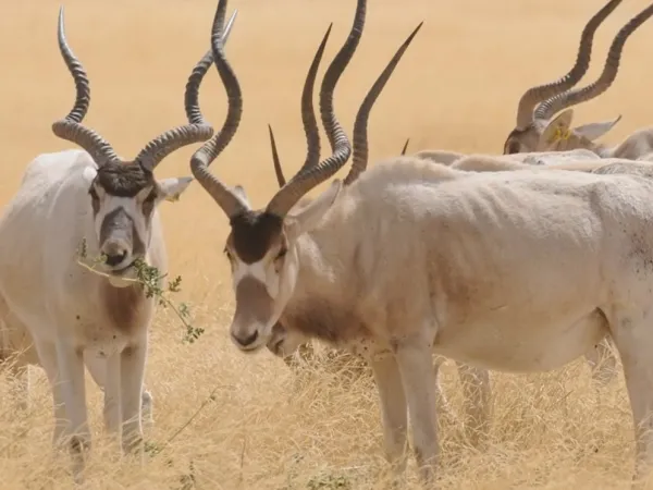 Addax