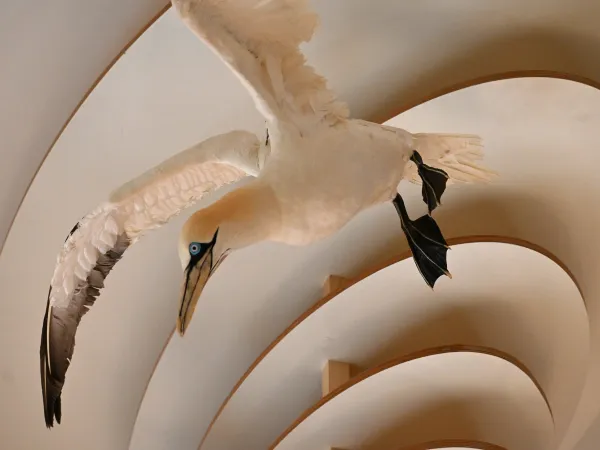 Biodiversité actuelle - La tornade des oiseaux