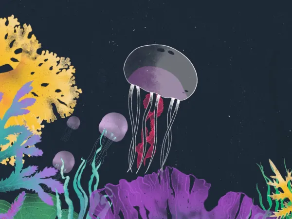 L'étude des méduses