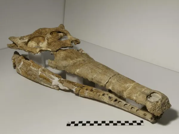 Crâne fossilisé de l’Oceanosuchus boecensis