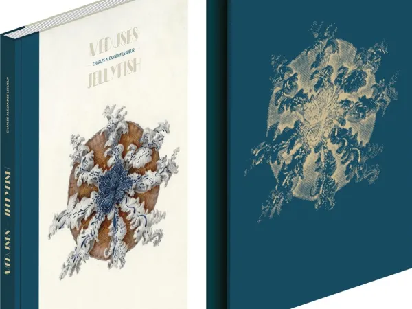 Méduses / Jellyfish