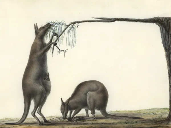 Kangourou Macropus Fuliginosus (Demarest, 1817), entre 1804 et 1809 - Le kangourou fuligineux appartient au groupe des grands kangourous gris. Il vit dans le sud de l’Australie. L’expédition en rapporta des Terres Australes.