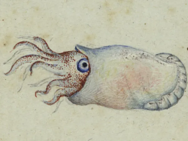 Biodiversité actuelle