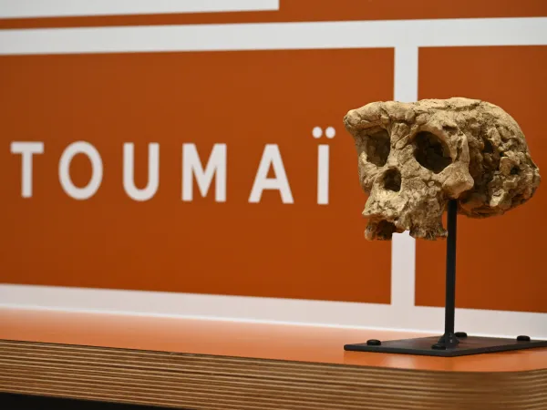 Galerie des hominines - Toumaï