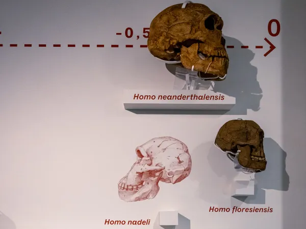 Diversité du genre Homo