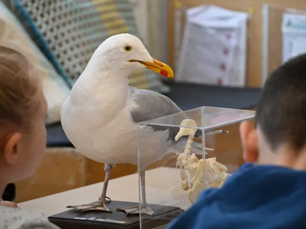 Atelier Naturaliste en herbe