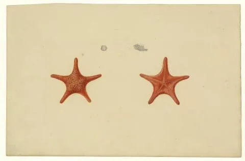 Étoile de mer, Nectria ocellifera (Lamarck, 1816). Vue borale, vue orale et détails - aquarelle et crayon sur papier – 31,1 x 47,1 cm