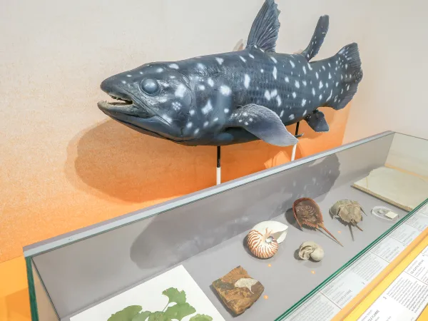 Espèces panchroniques - Salle Biodiversité actuelle