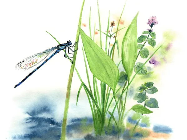 Atlas de la biodiversité du Havre