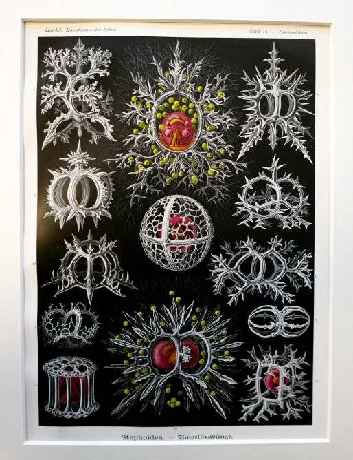 Siphonophorae.E. Haeckel, Kunstformen der Natur, planche 17.