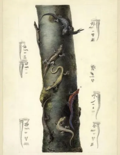 Sept lézards observés durant le Voyage aux Terres Australes