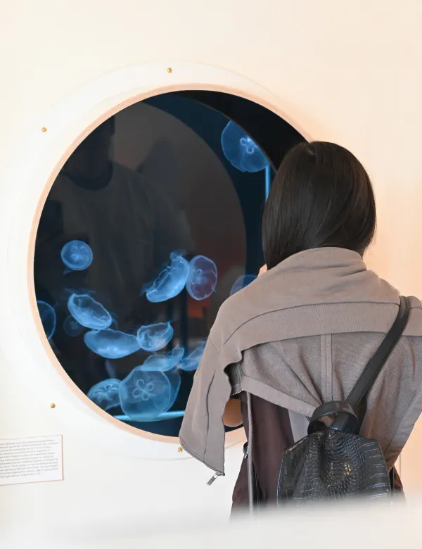 Méduses Aurélie - aquarium du Muséum