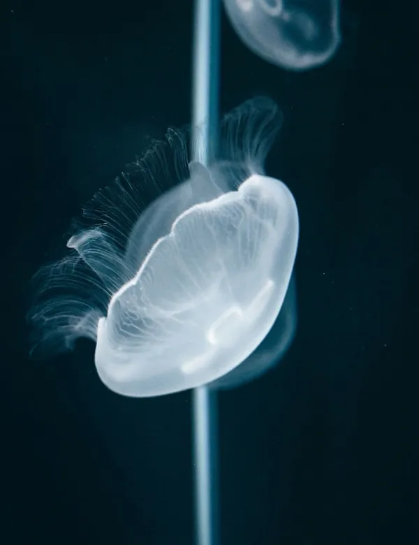 Méduses Aurélie - aquarium du Muséum