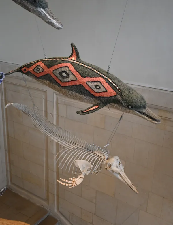 Baybaru, dauphin en ghostnet, et moulage du squelette d’un dauphin commun